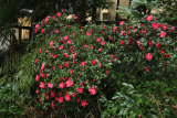 Camellia sasanqua RCP12-2019 (18).JPG